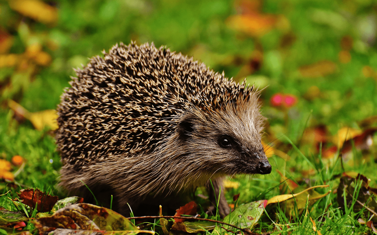 Kamen: Stadt gibt Tipps für Igel-Freunde