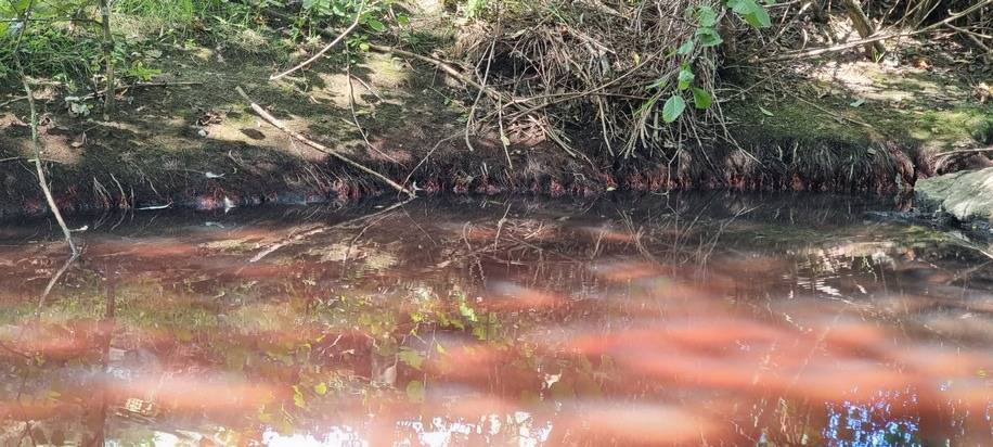 Verfärbung durch Algen in der Horne.