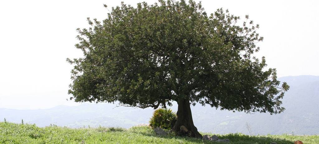 Kamen: Bitte Bäume gießen!