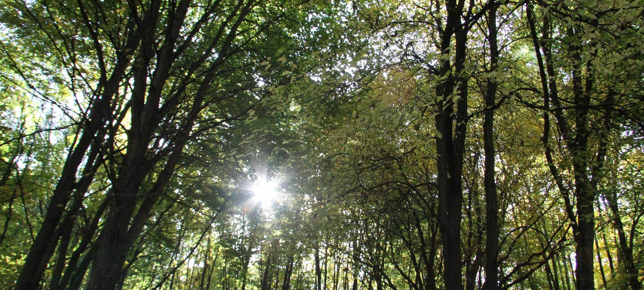 Bergkamen: Baumsterben im Jubiläumswald