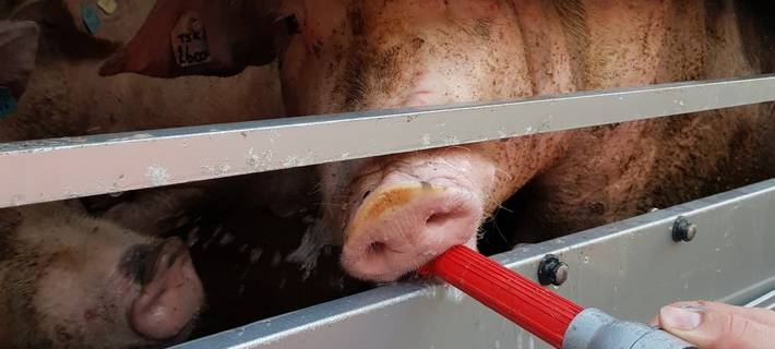 Hitze-Tod im Schweinetransporter