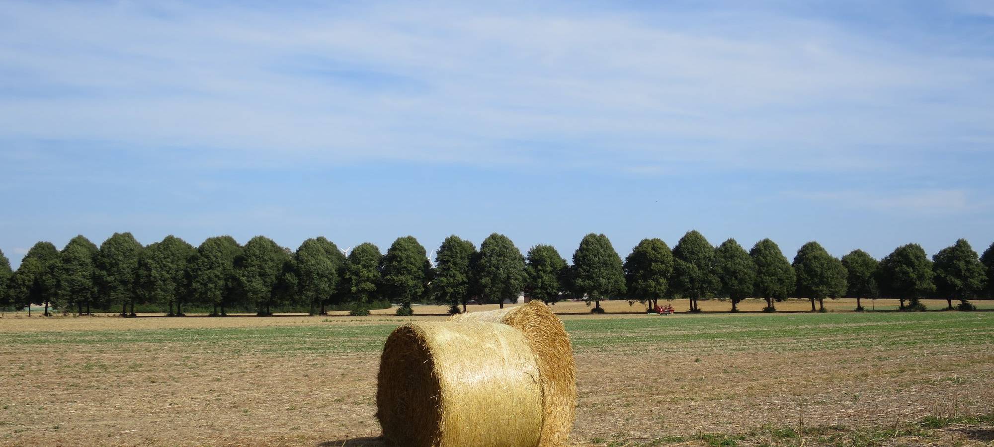 Festnahme nach Feldbränden