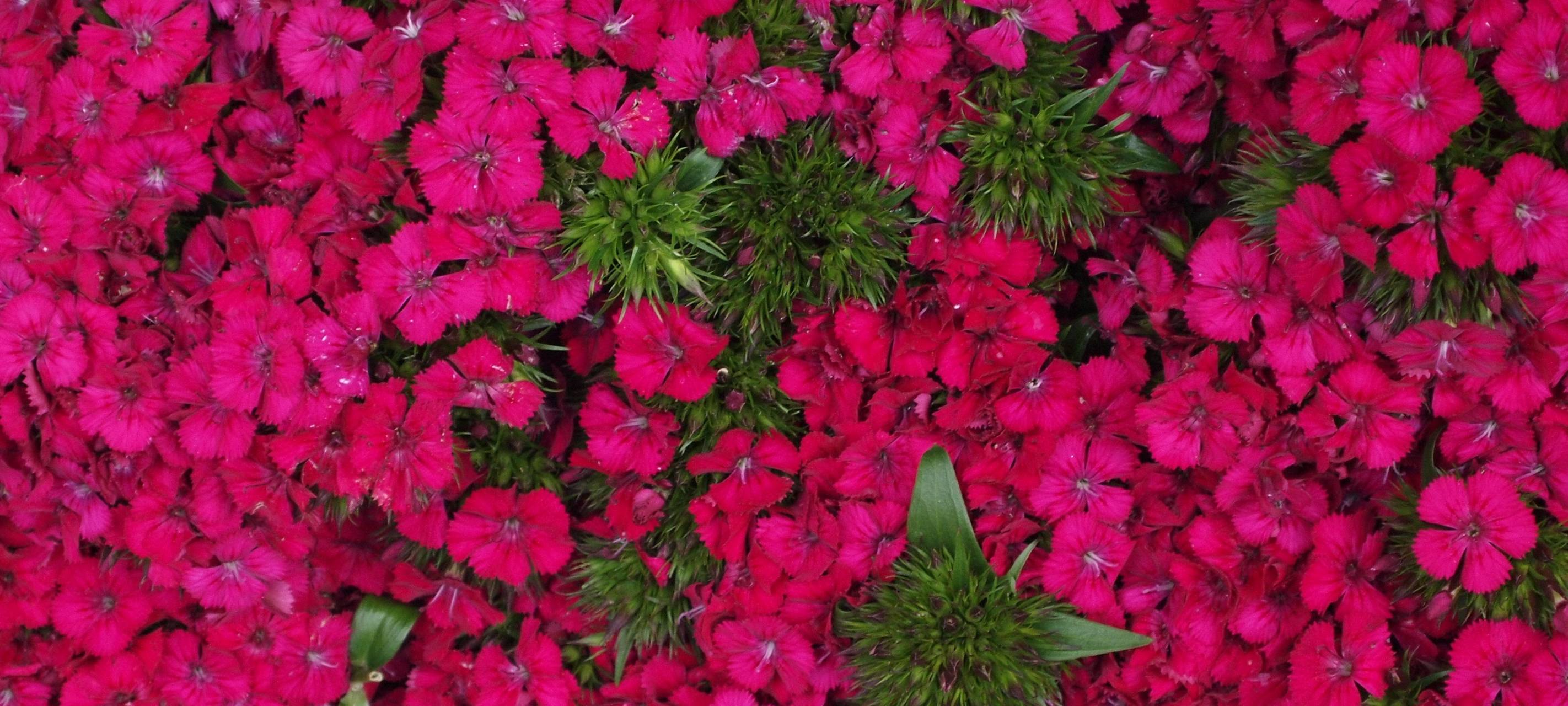 Internationale Gartenausstellung 2027 in Planung