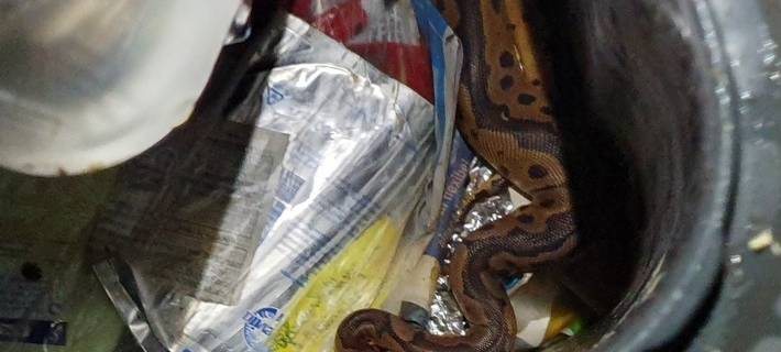 Königspython im Müll