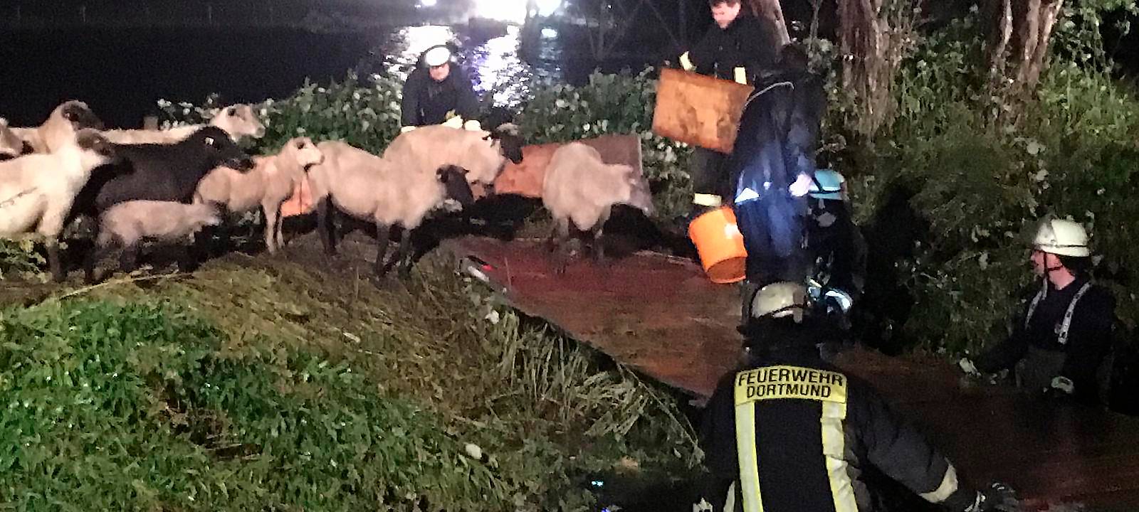 Unwettereinsätze für die Feuerwehren - Schafe vor Ertrinken gerettet