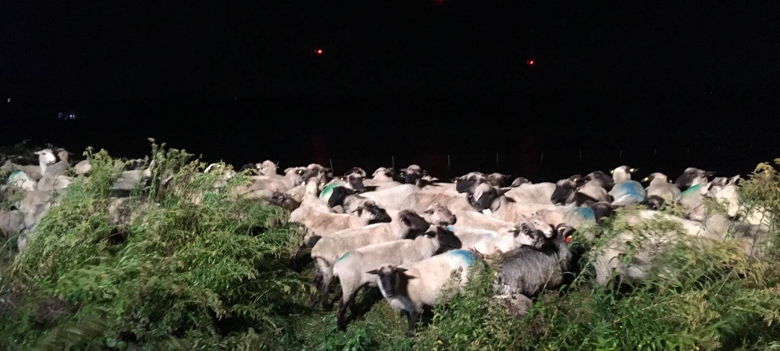 Unwettereinsätze für die Feuerwehren - Schafe vor Ertrinken gerettet