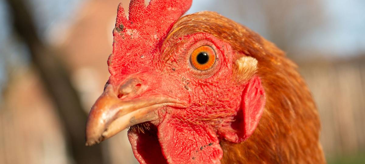 Streit um Maststall in Fröndenberg