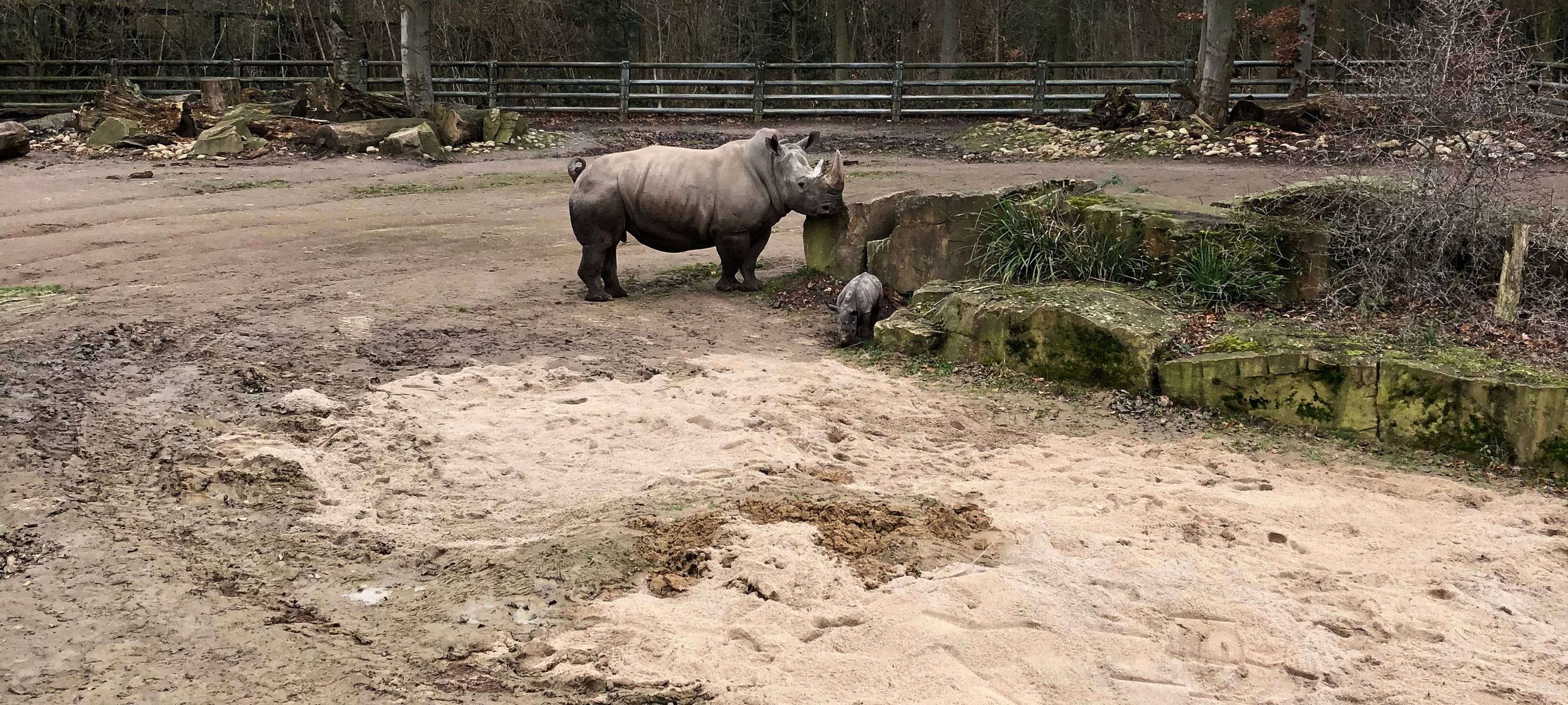 Willi - das Nashornbaby im Zoo Dortmund