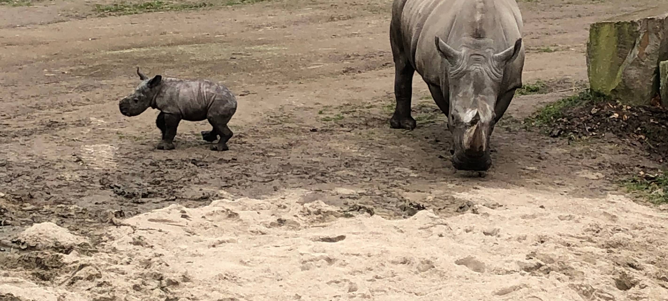 Willi - das Nashornbaby im Zoo Dortmund