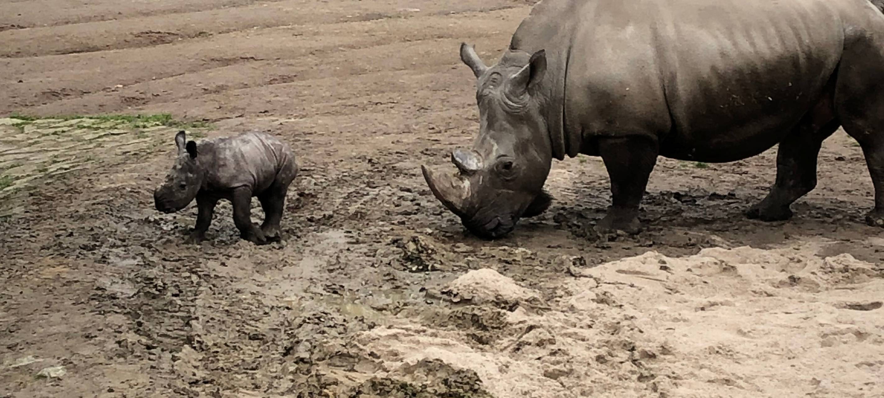 Willi - das Nashornbaby im Zoo Dortmund