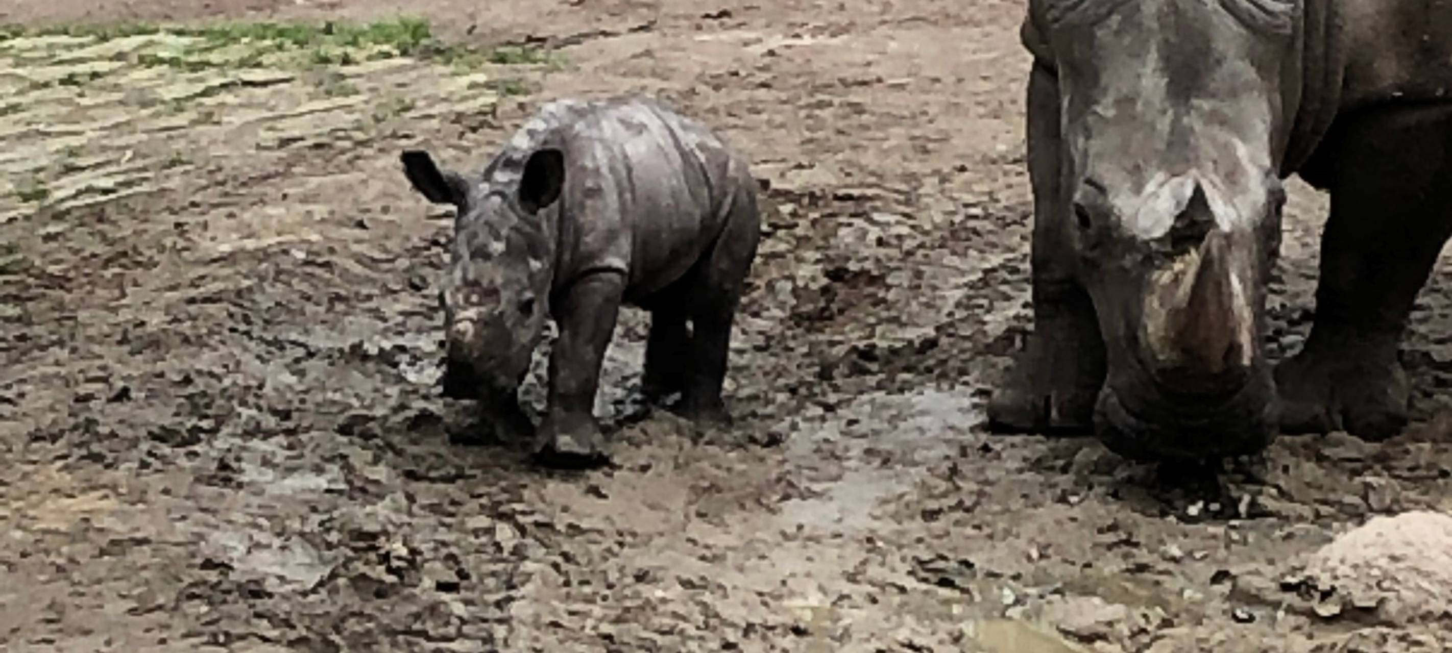 Willi - das Nashornbaby im Zoo Dortmund
