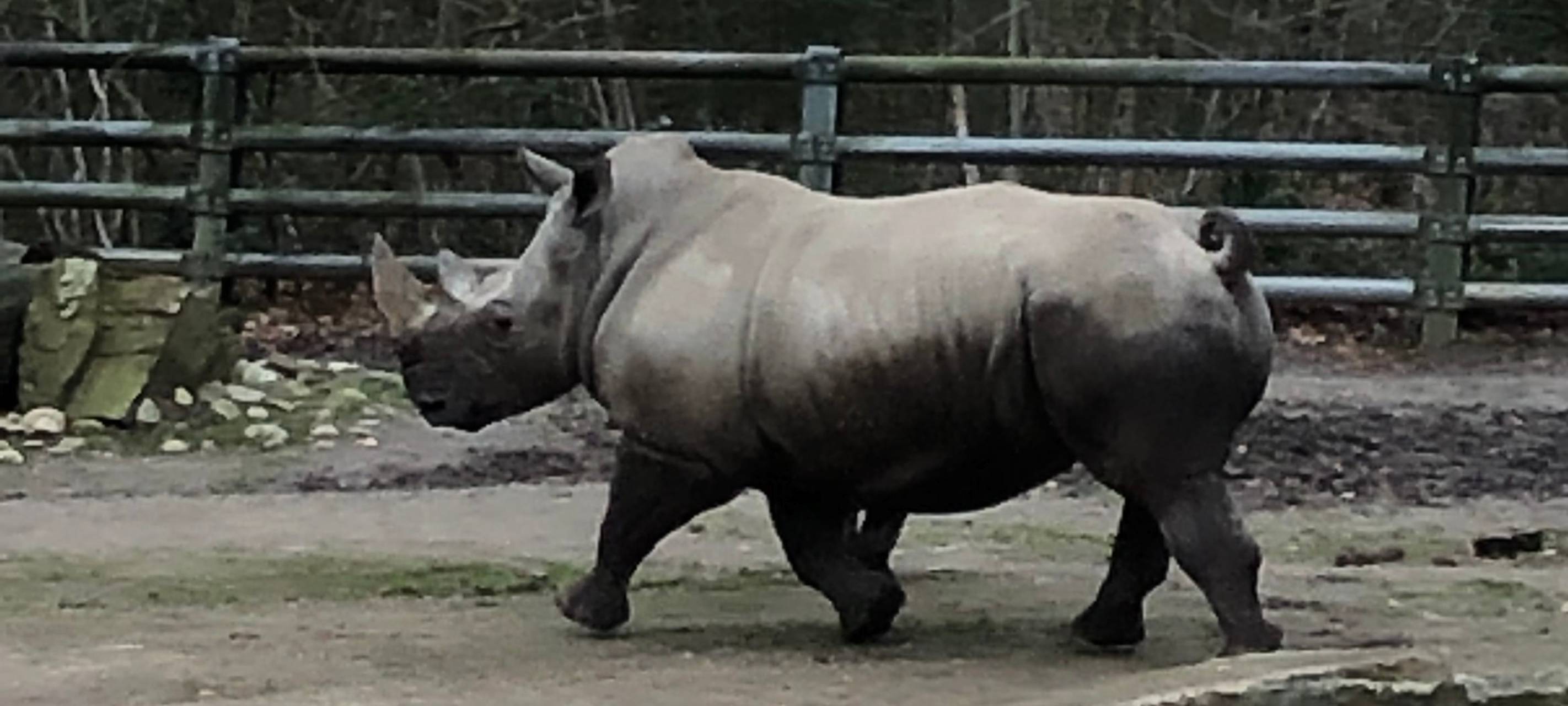Willi - das Nashornbaby im Zoo Dortmund