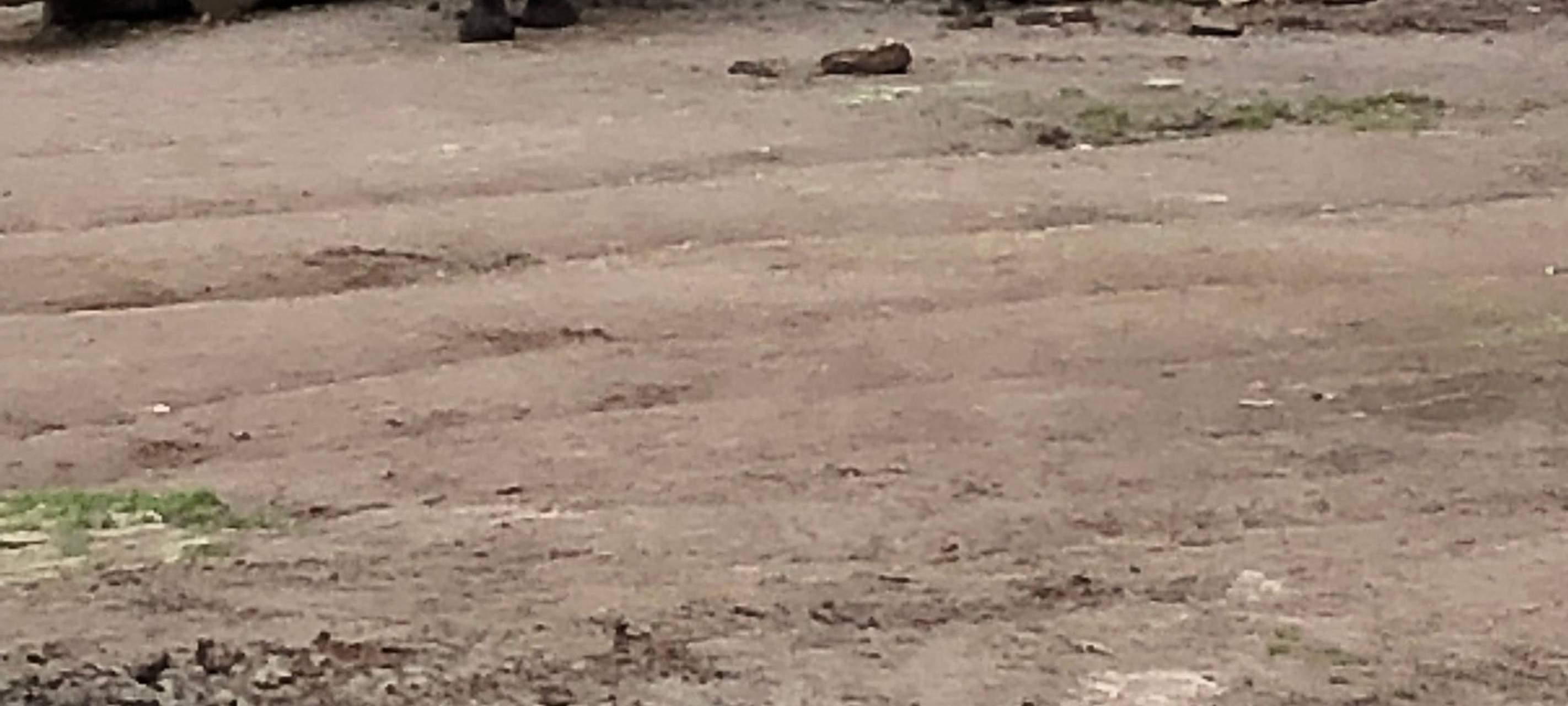 Willi - das Nashornbaby im Zoo Dortmund