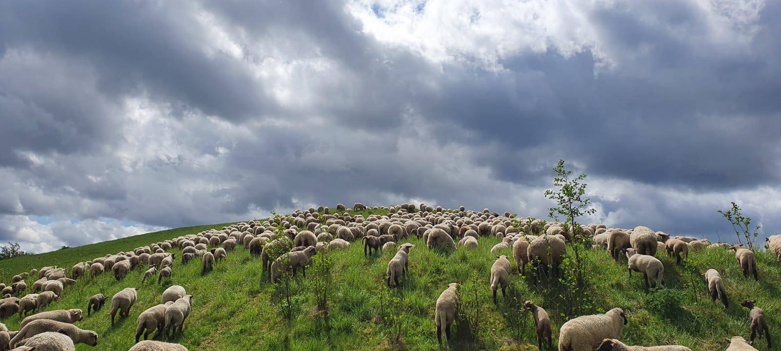 Schäfer in Zeiten von Corona
