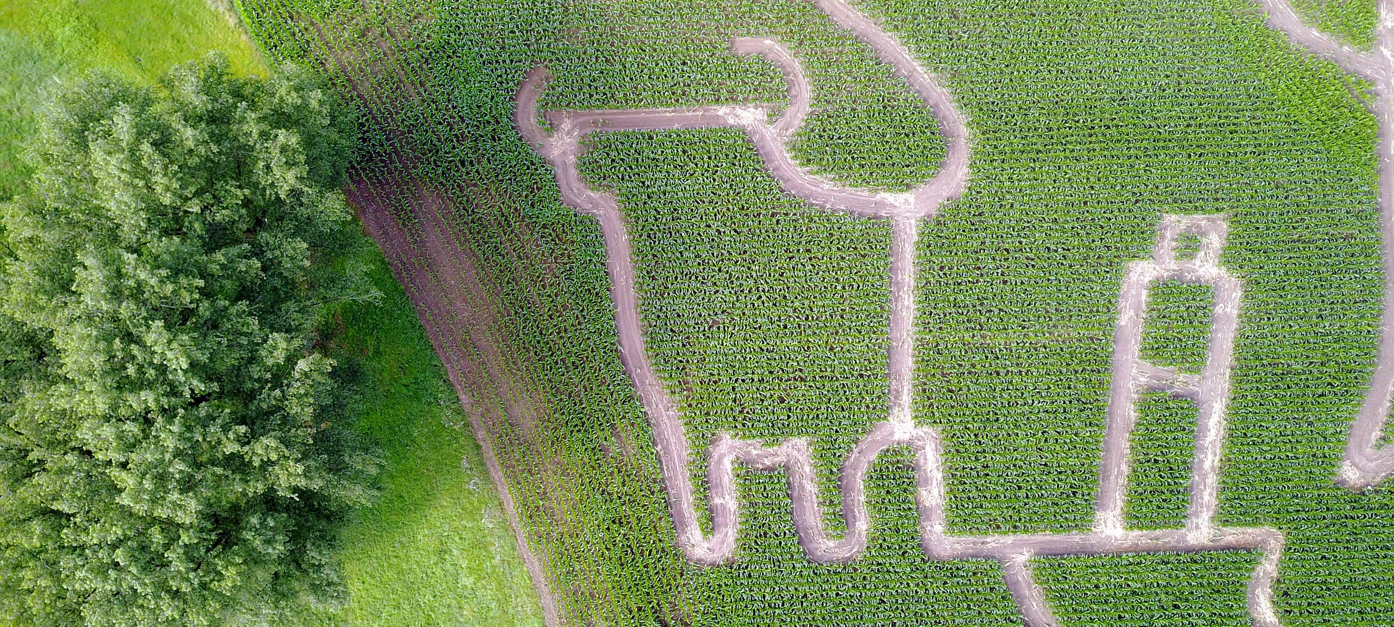 Ausflugstipp: Maislabyrinth in Selm