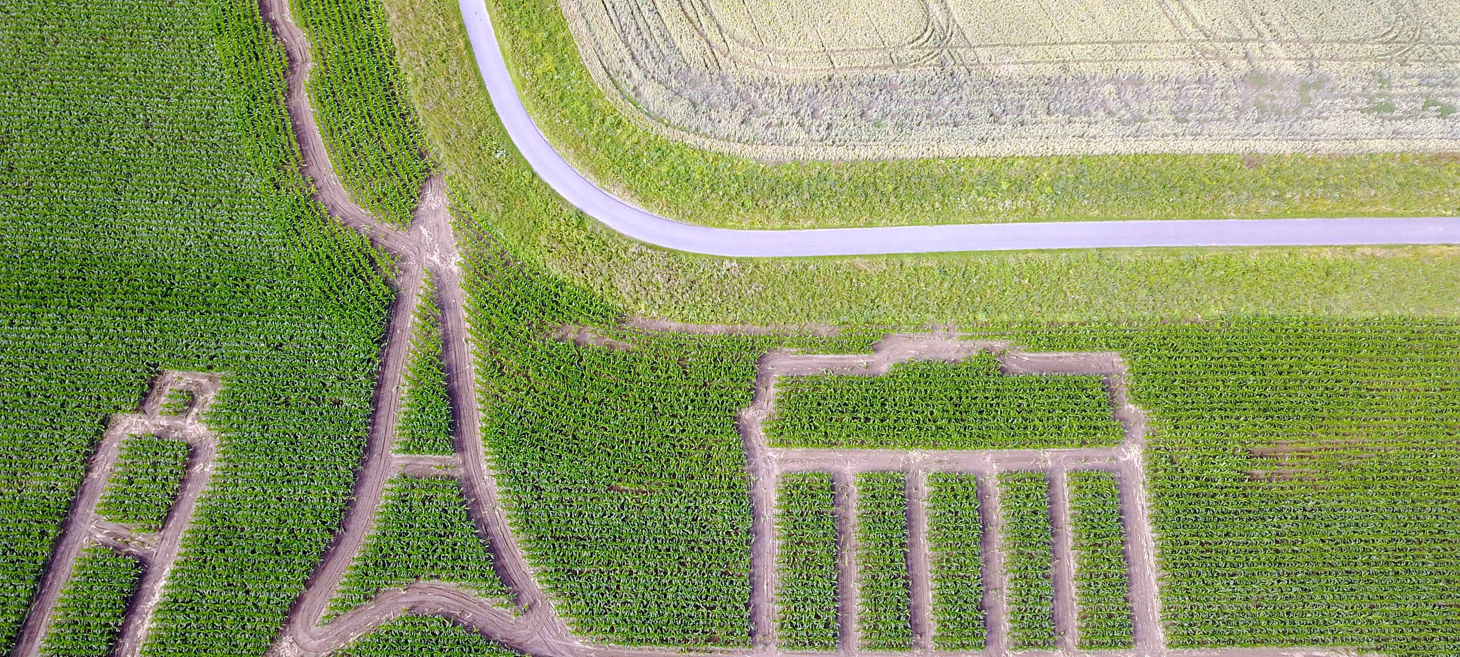 Ausflugstipp: Maislabyrinth in Selm