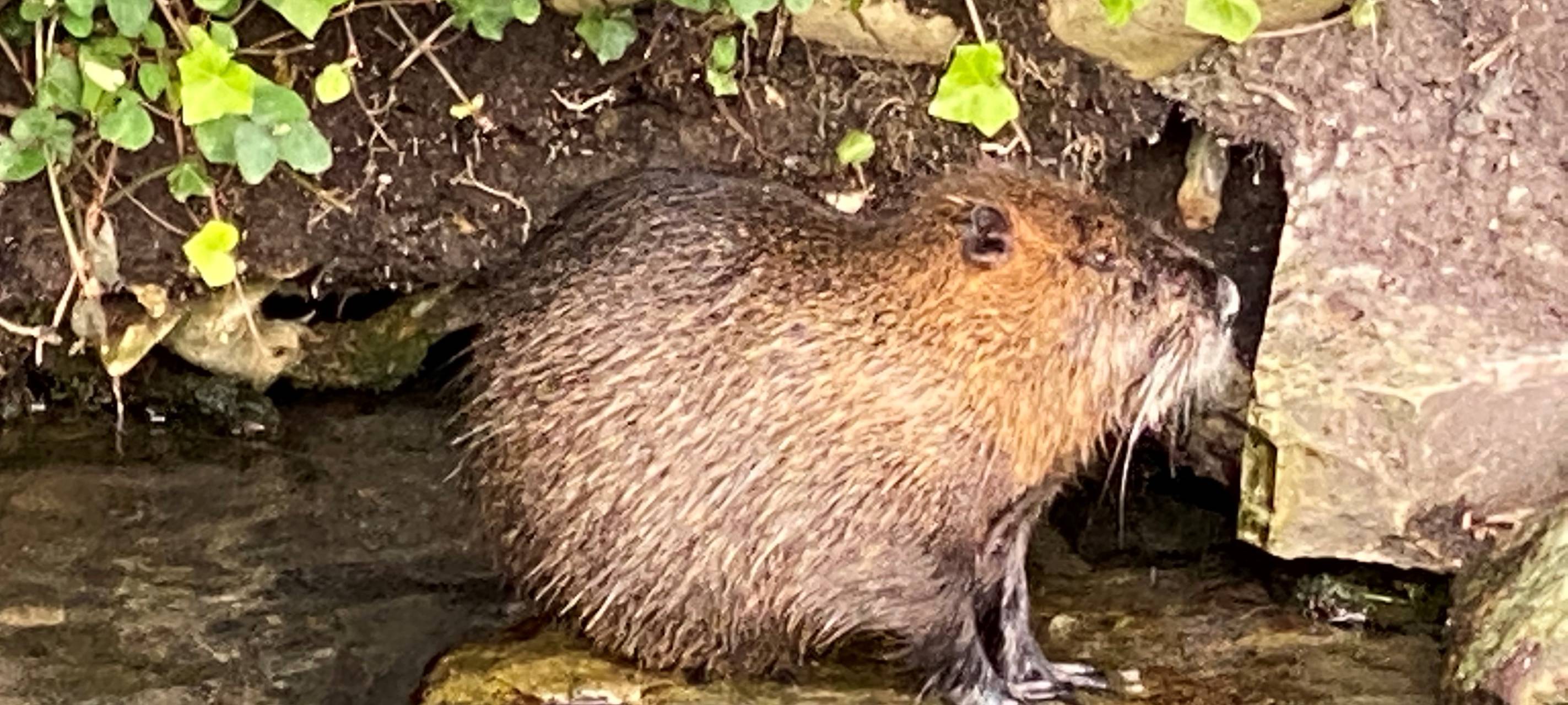 Holzwickede bekämpft Ratten