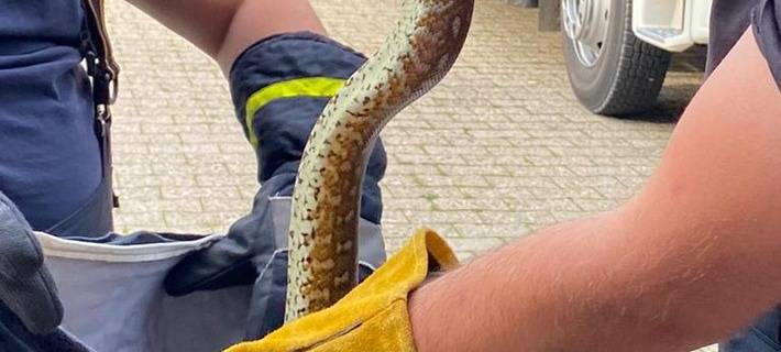 Die Pythonschlange kam in fachkundige Hände