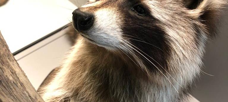 Zu Besuch im Naturmuseum Dortmund