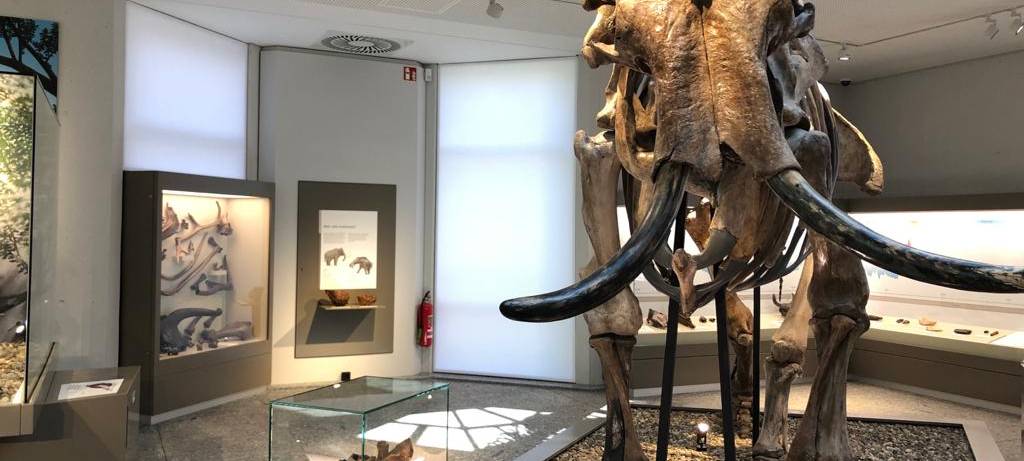 Zu Besuch im Naturmuseum Dortmund