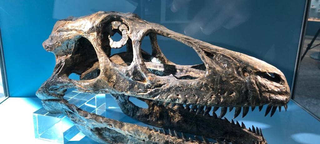 Zu Besuch im Naturmuseum Dortmund