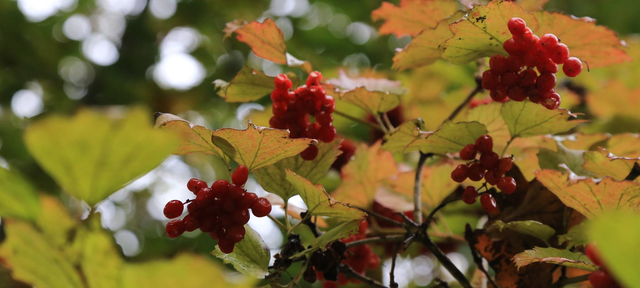 Die schönsten Herbstspaziergänge im Kreis Unna