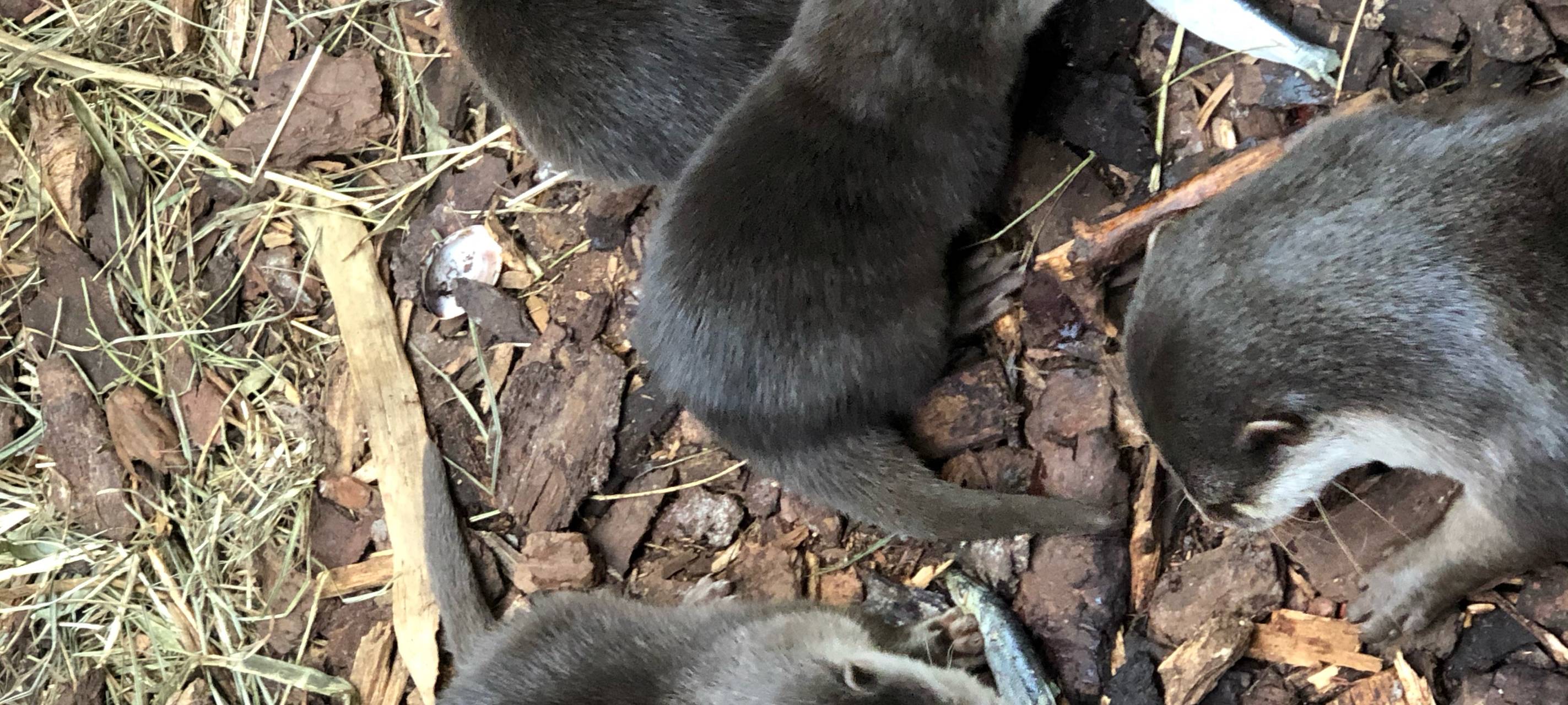Nachwuchs im Zoo Dortmund bei den Zwergottern.