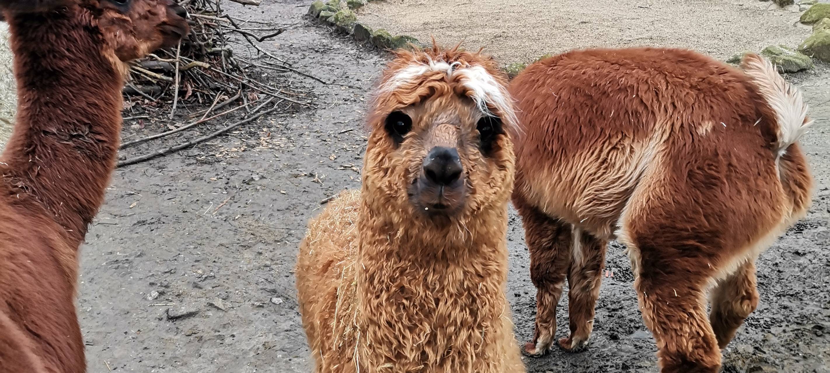 Tierpark und Maxipark öffnen wieder