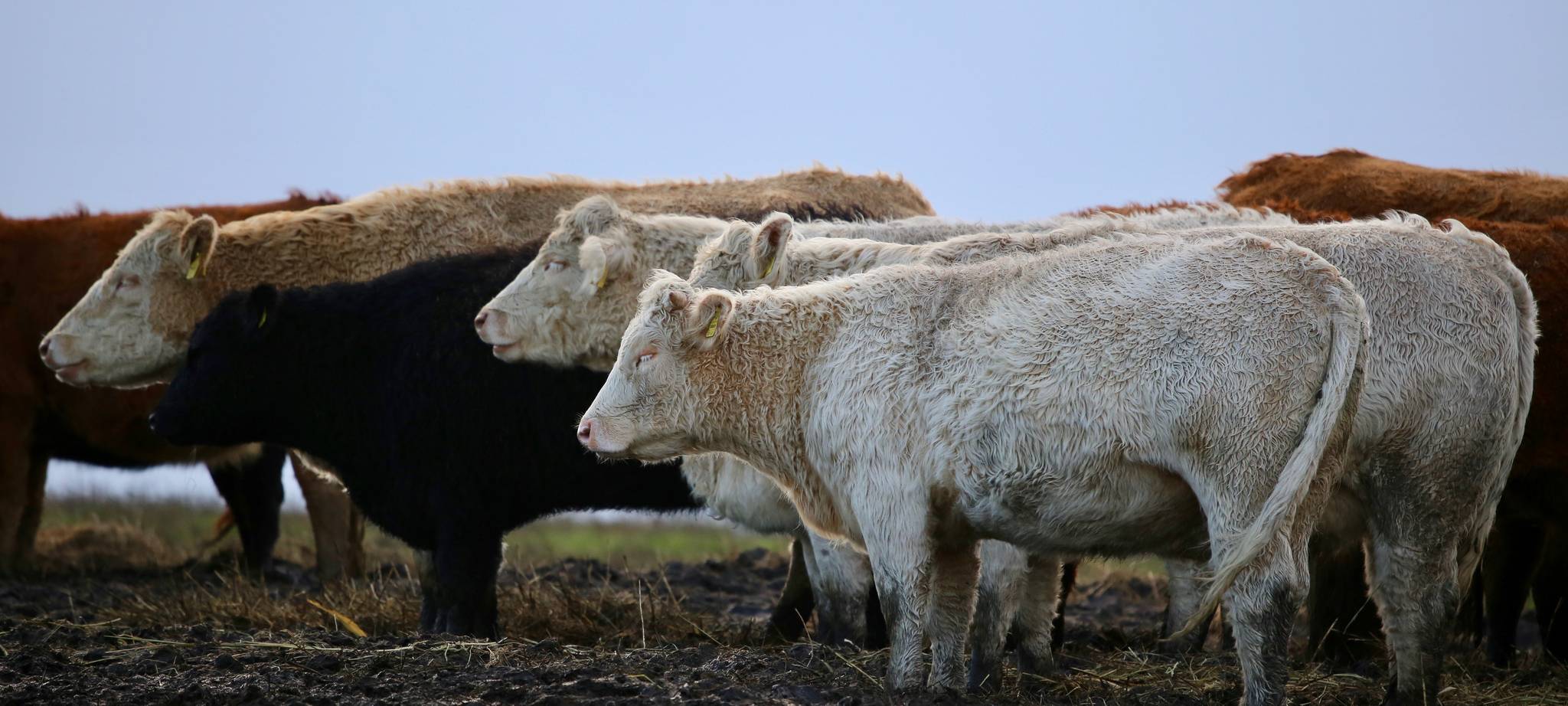 Immer weniger Milchkühe