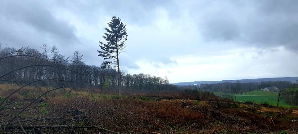 Kreis Unna: Dem Wald geht es nicht gut