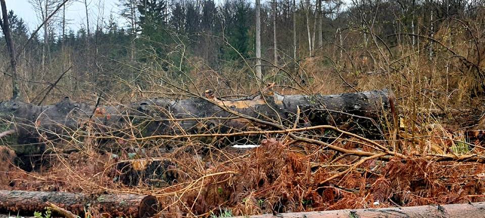 Wälder im Kreis Unna zu trocken