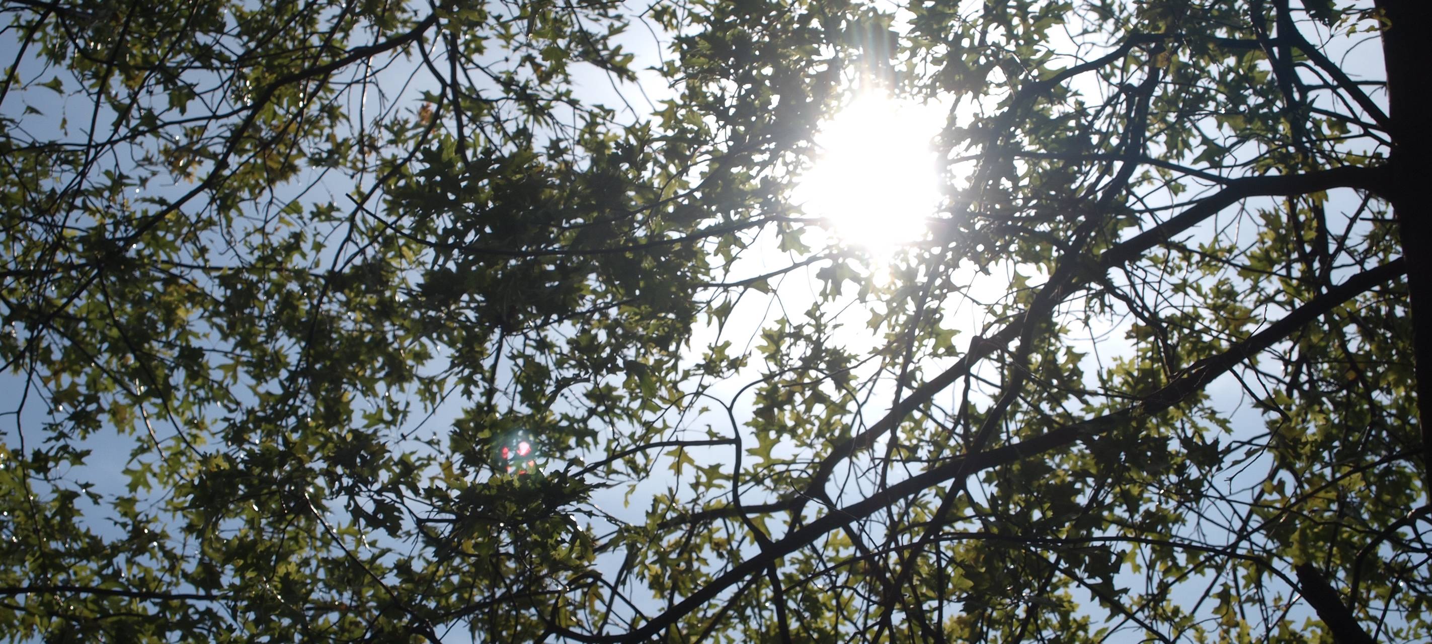 Lünen: Gießringe gegen die Trockenheit und Hitze