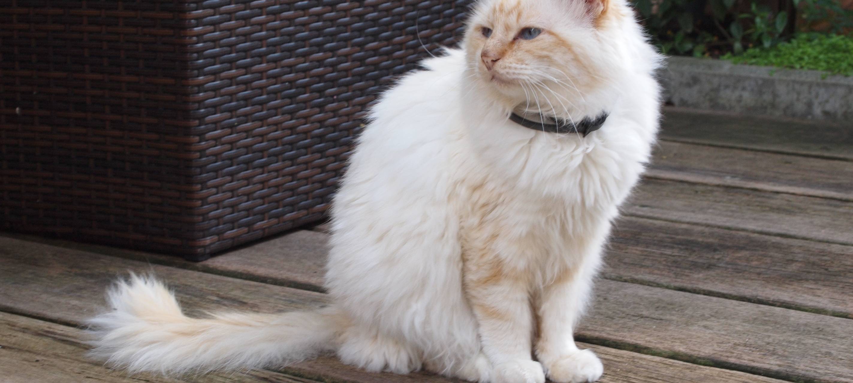 Vermittlungspause beim Tierheim Unna