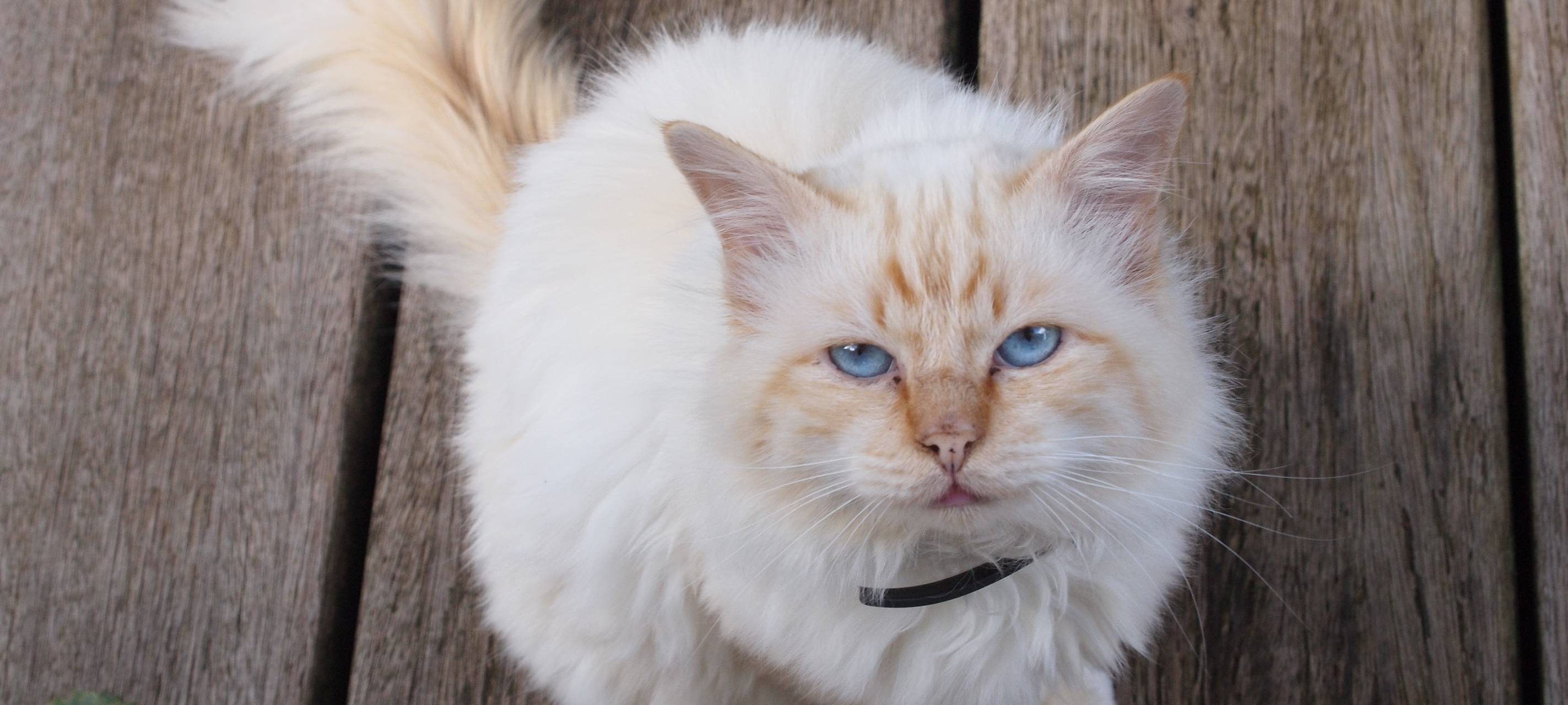 Kreis Unna: Lockdown bringt Tierschützern Probleme