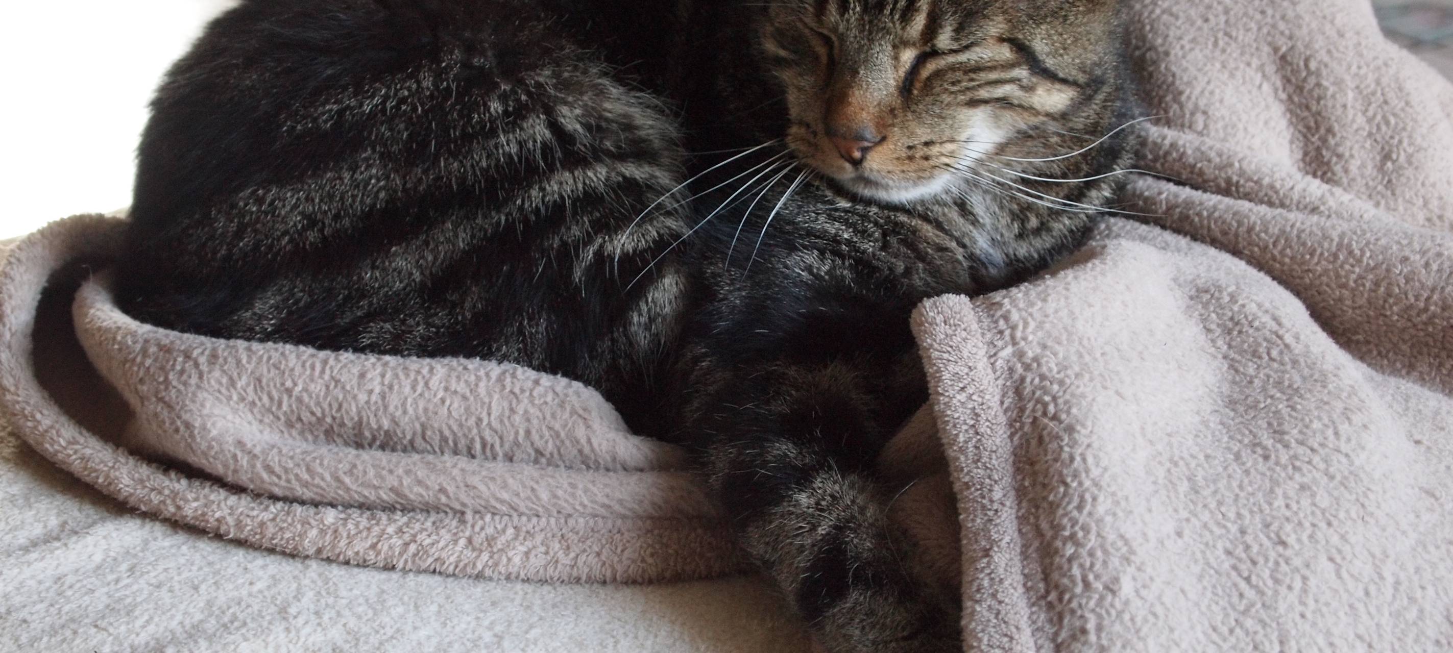 Kreis Unna: Tierheim zieht positive Bilanz für 2019