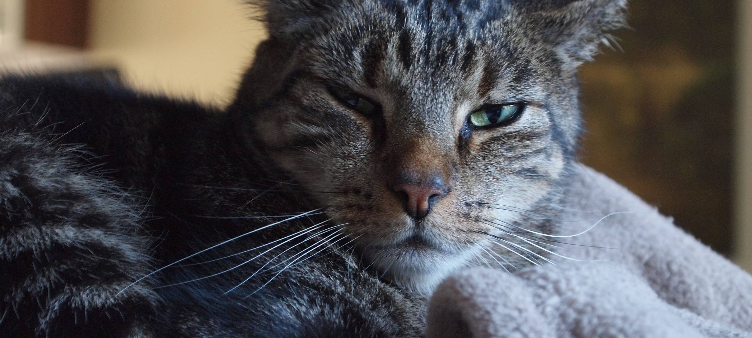 Hamm: Katze als Rauchmelder
