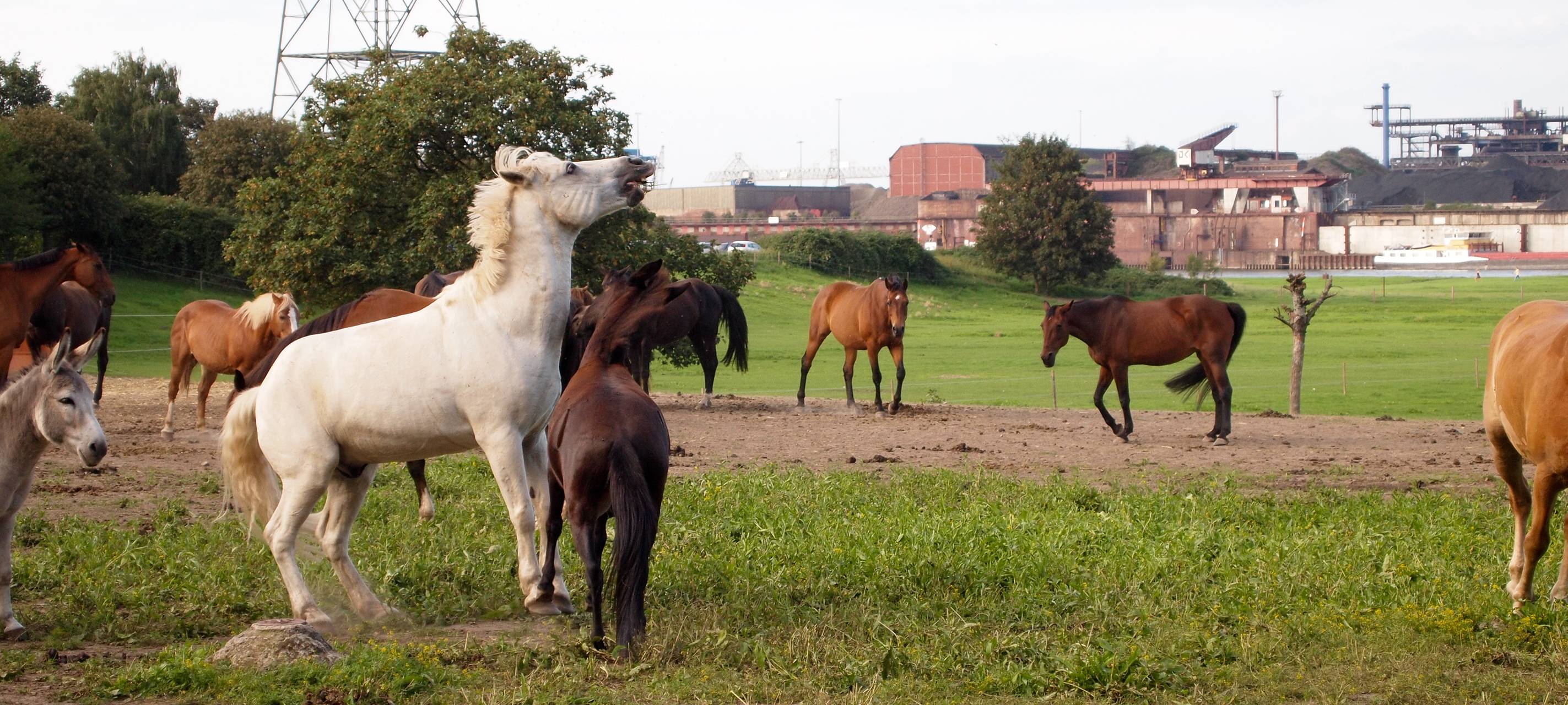 Gerettete Tiere suchen ein Zuhause
