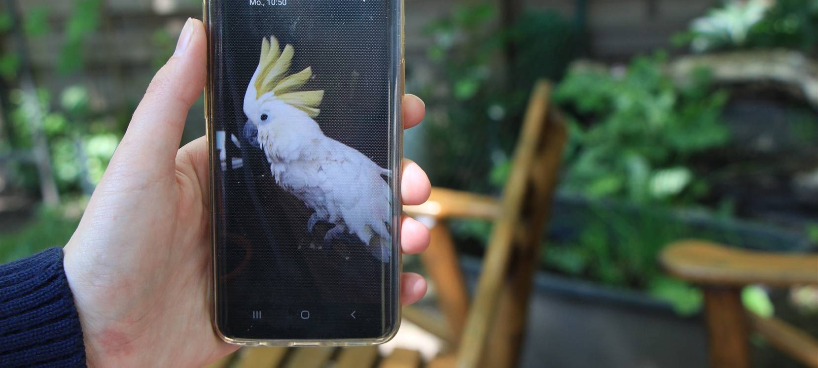 Lünen: Polizei sucht Kakadu