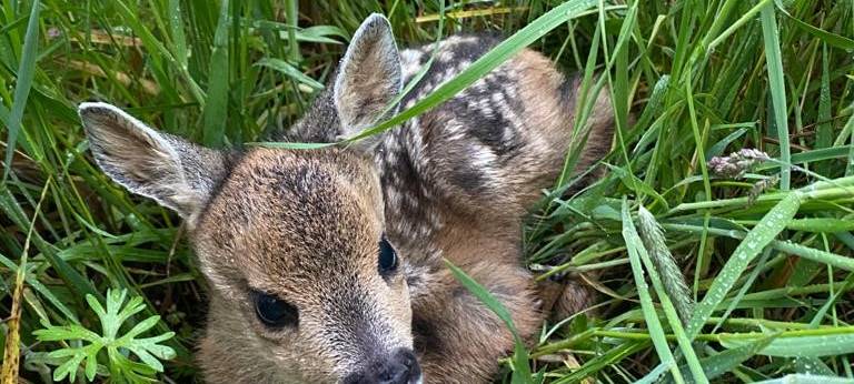 Rehkitz-Rettung in Bergkamen