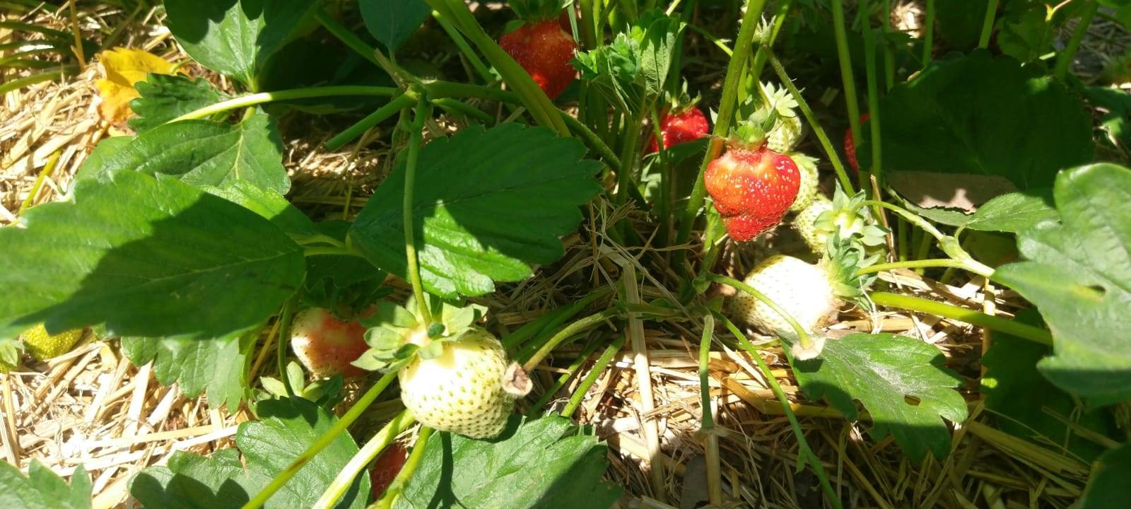 So läuft die Erdbeerernte im Kreis Unna