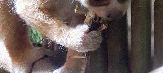 Ausflugtipp Zoo Dortmund