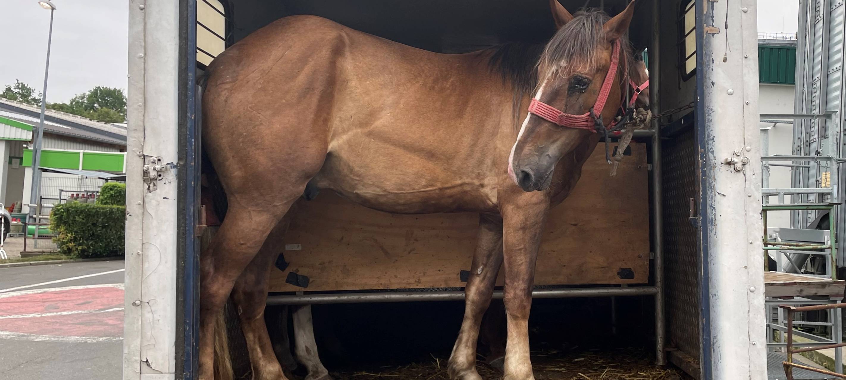 Polizei stoppt Tiertransporter bei Unna