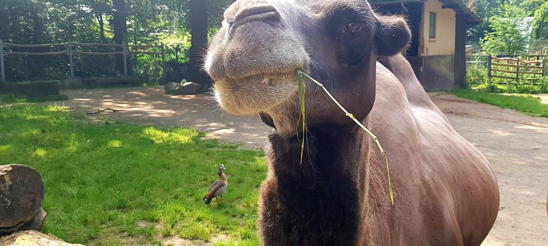 Sex im Dortmunder Zoo