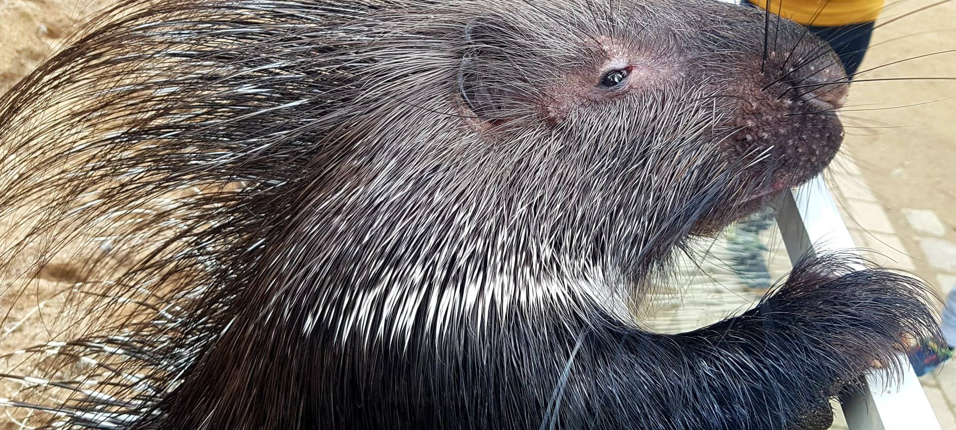 Sex im Dortmunder Zoo