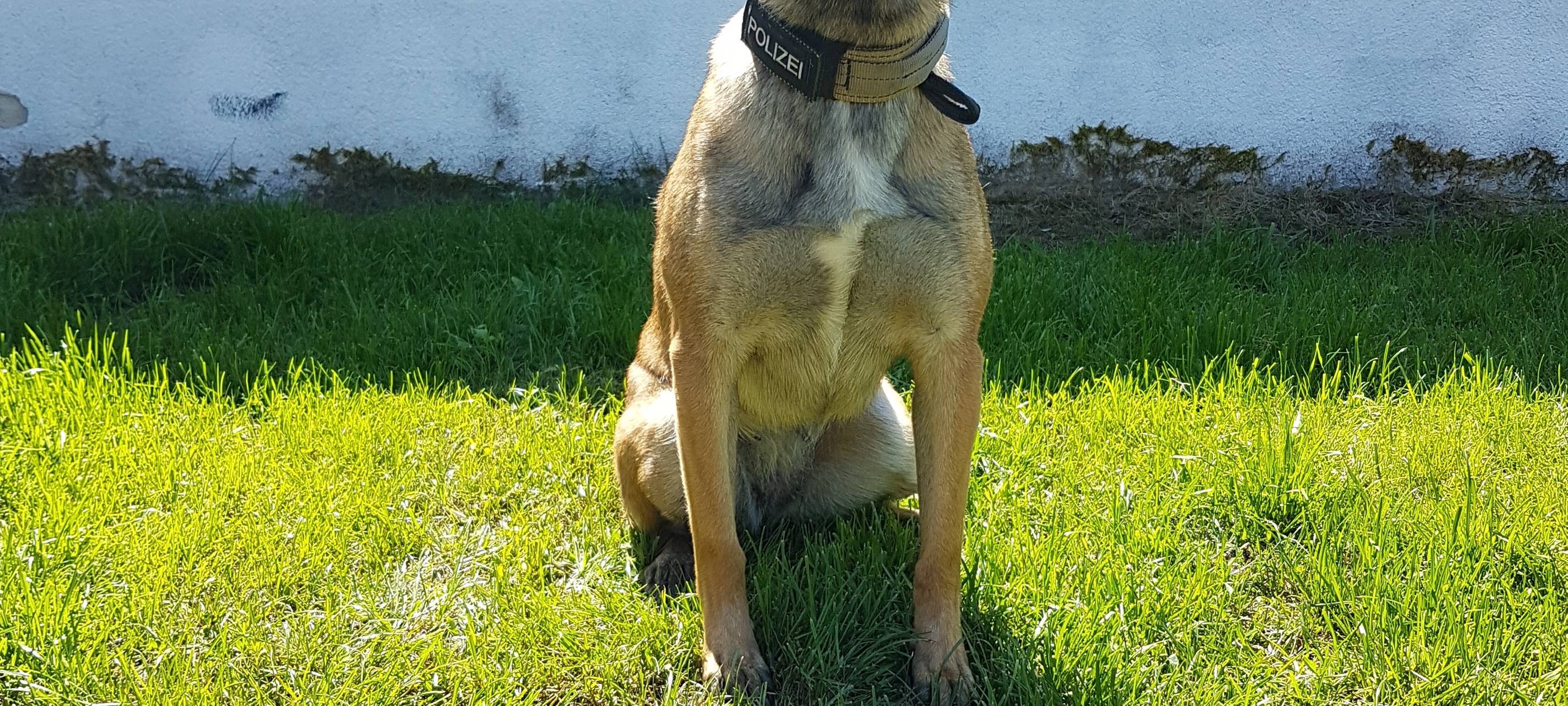 Dortmund: Polizeihund Aika stoppt Einbrecherin