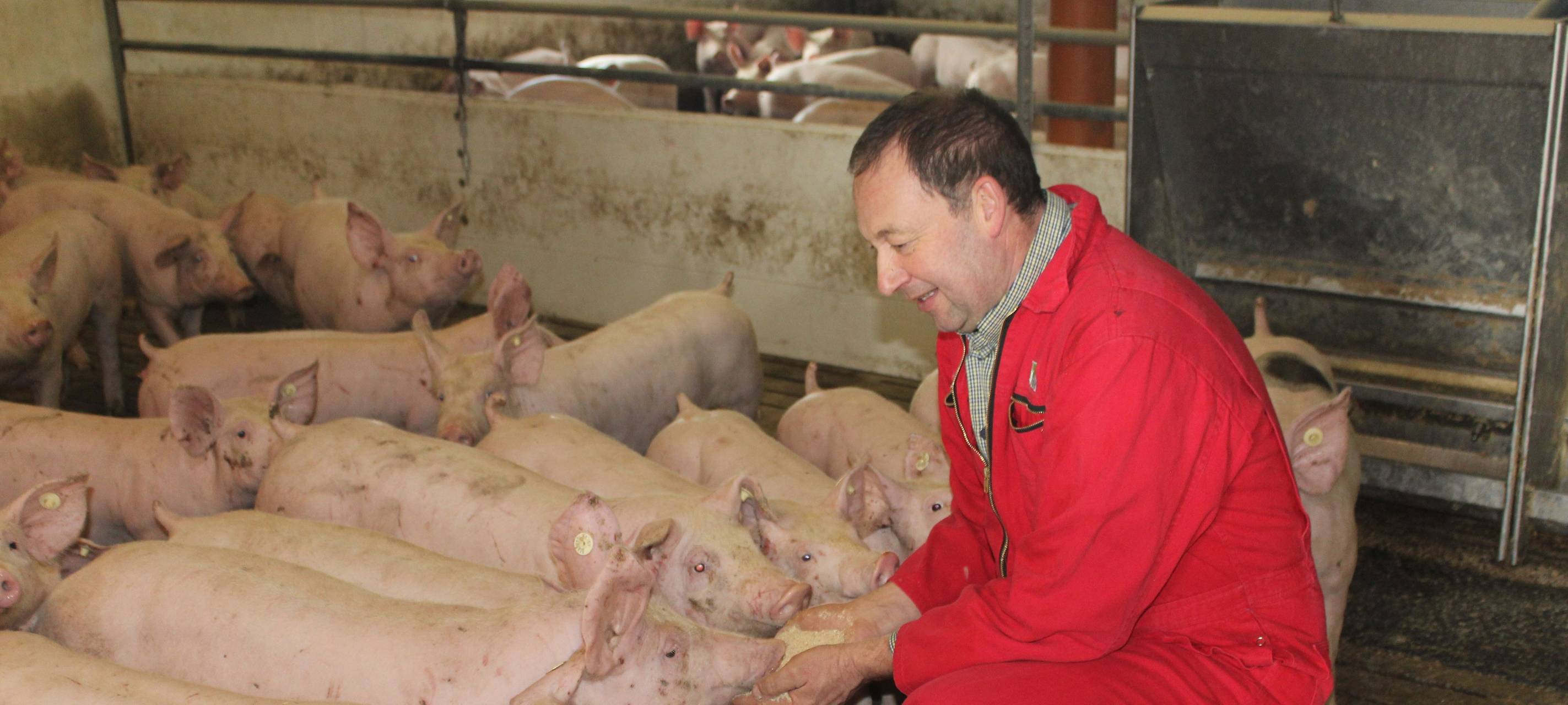 Kreis Unna: Schweinehalter leiden unter niedrigen Preisen