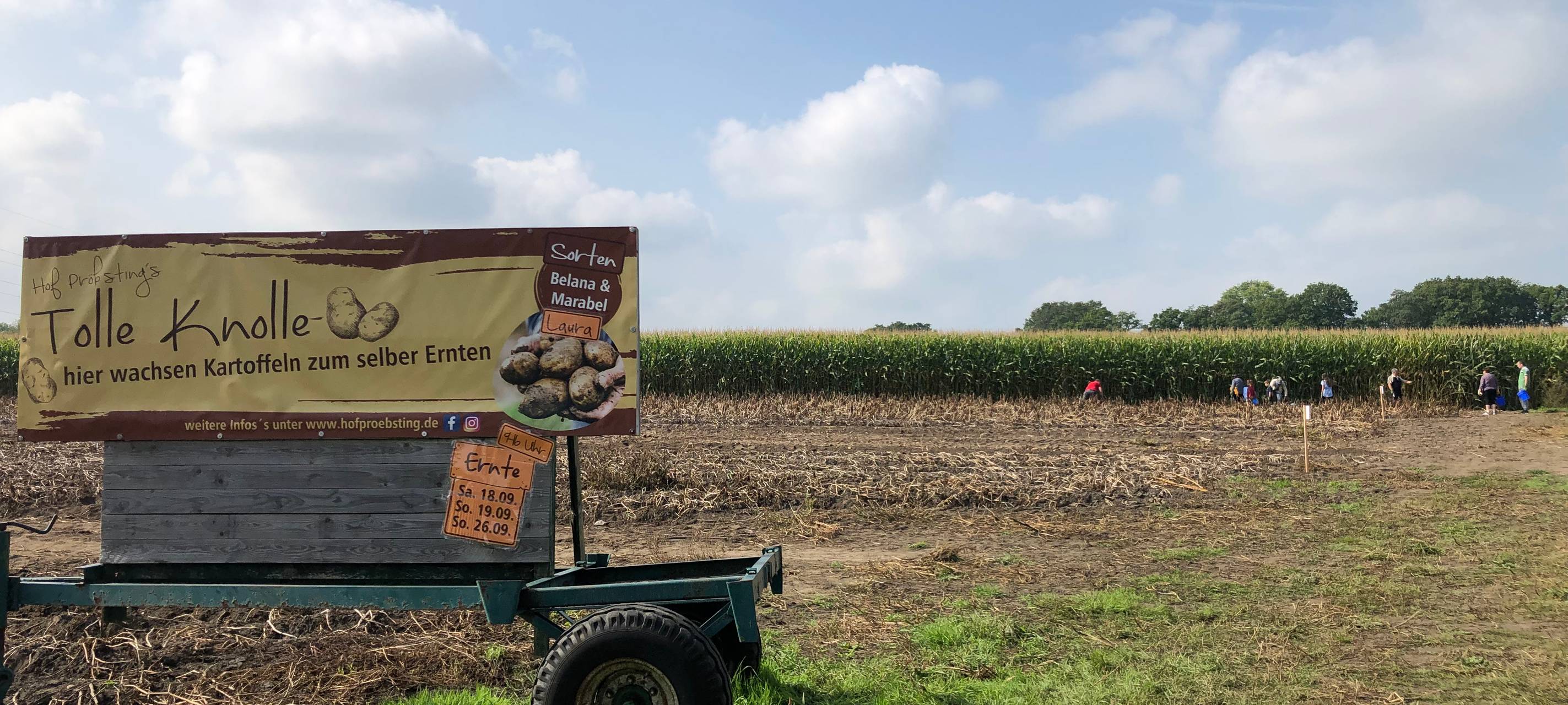 Kartoffeln selbst ernten in Selm
