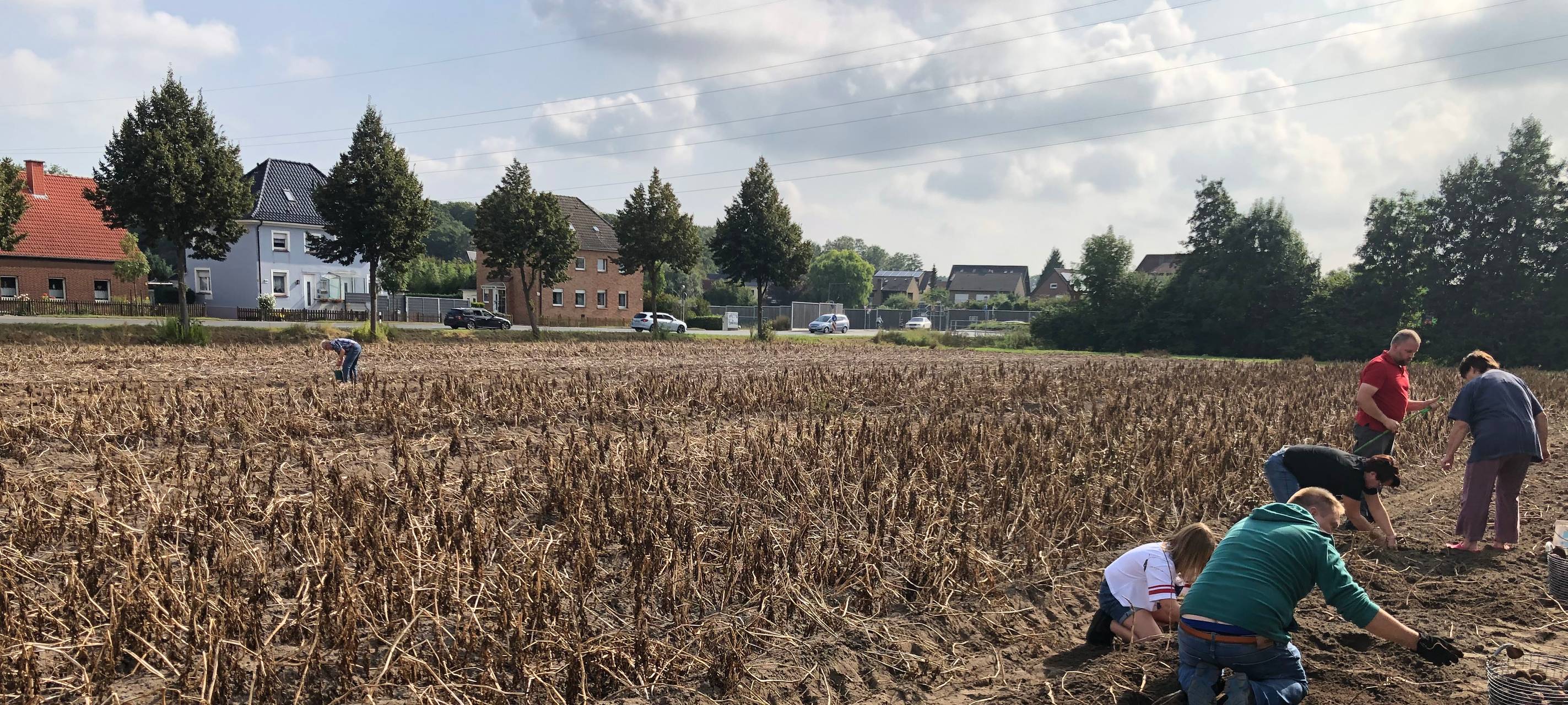 Kartoffeln selbst ernten in Selm
