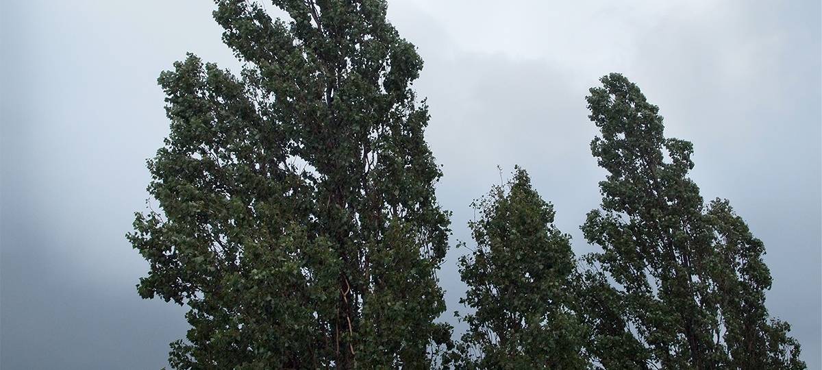 Unna: Umgefallener Baum