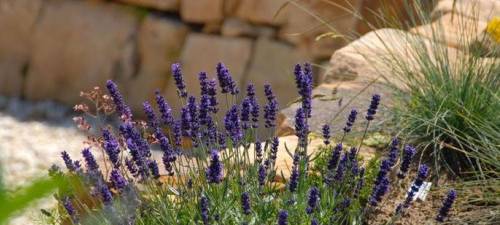 20. November: Schnittlehrgang mit Drücke